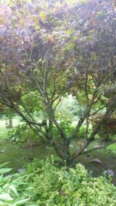 Jardin22Francis13