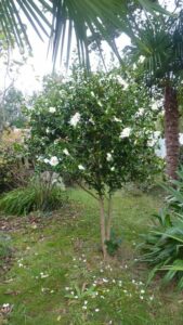 Jardin22Francis14