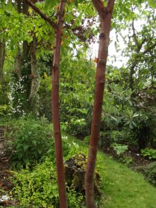 Jardin22Kerlouis09