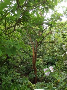 Jardin22Kerlouis10