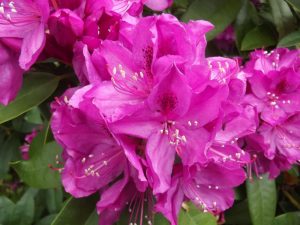 Jardin22Kerlouis15