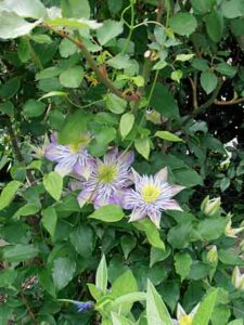 Jardin56MichelleSG04