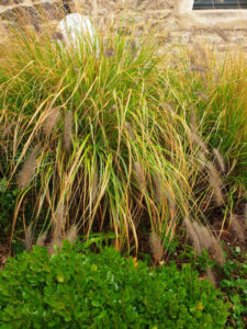 Jardin56Raphaelle04-600×800