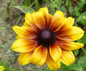Jardin56Raphaelle19-600×493