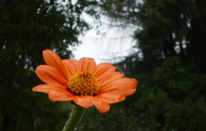 Jardin56Raphaelle20-768×487