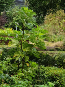 Jardin56Raphaelle22-600×800