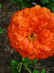 jardin56Raphaelle21-600×800